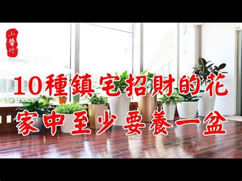 假植物風水